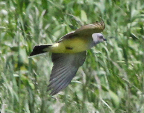 Western Kingbird photo #2