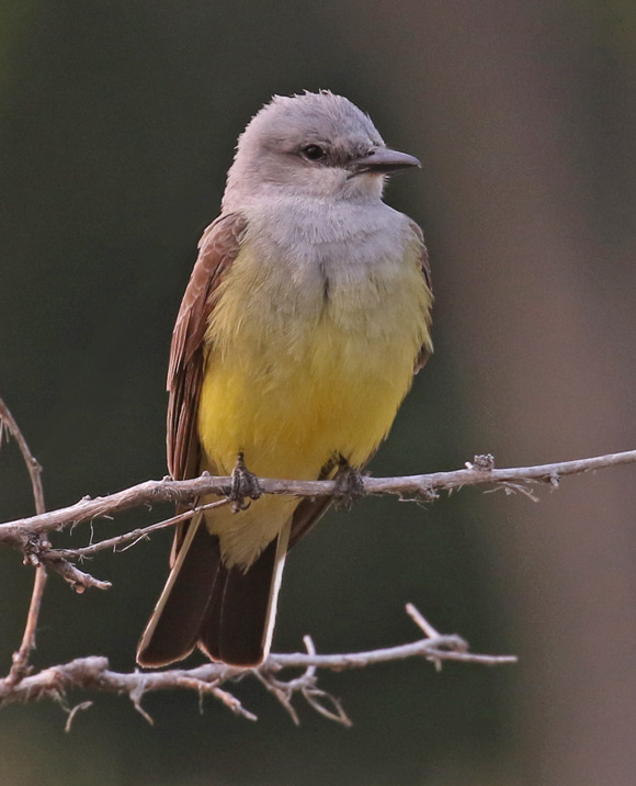 Western Kingbird photo #1