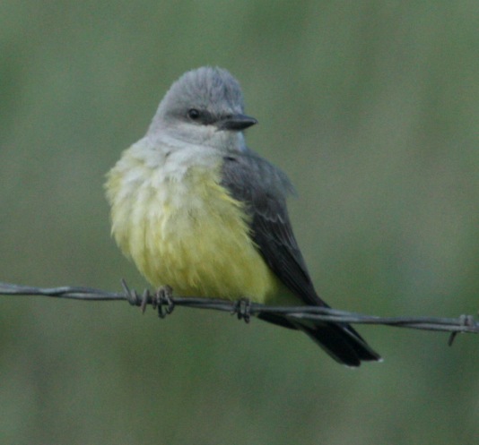 Western Kingbird photo #3