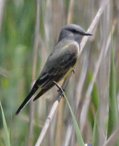 Western Kingbird photo #1