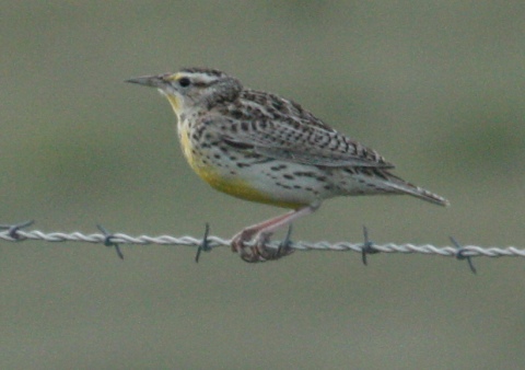 Western Meadowlark photo #2