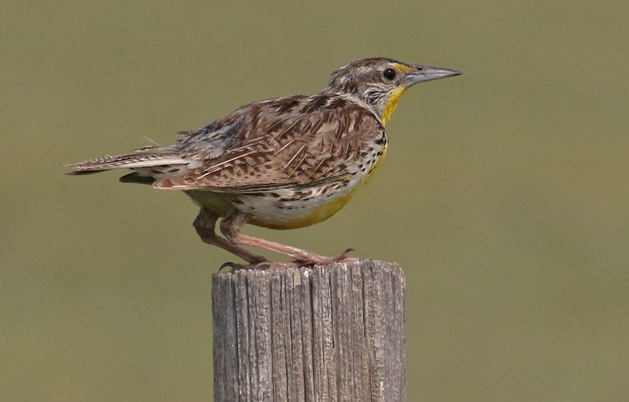 Western Meadowlark photo #3