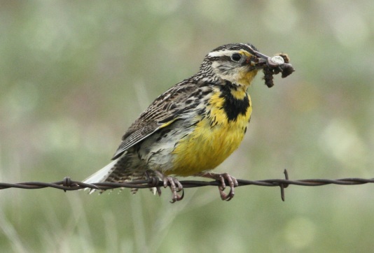 Western Meadowlark photo #1