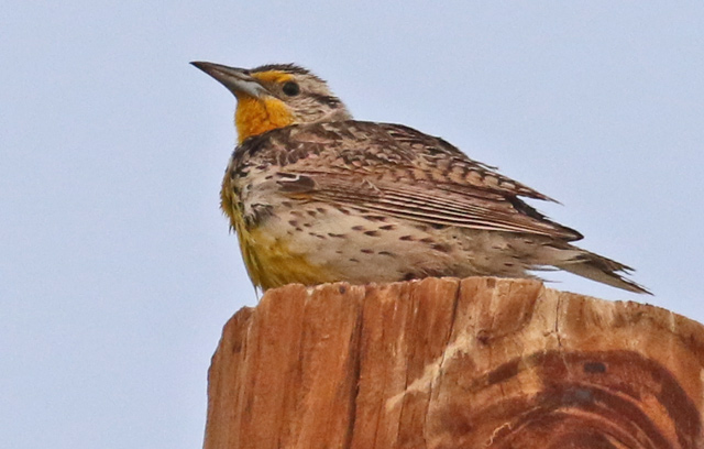 Western Meadowlark photo #2