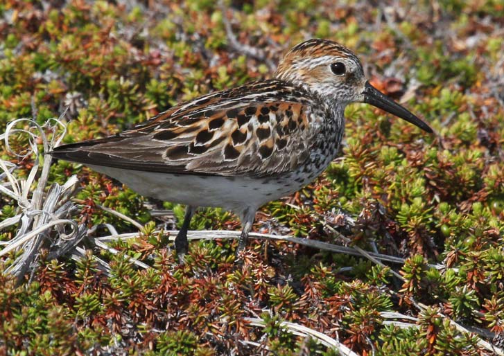 Western Sandpiper