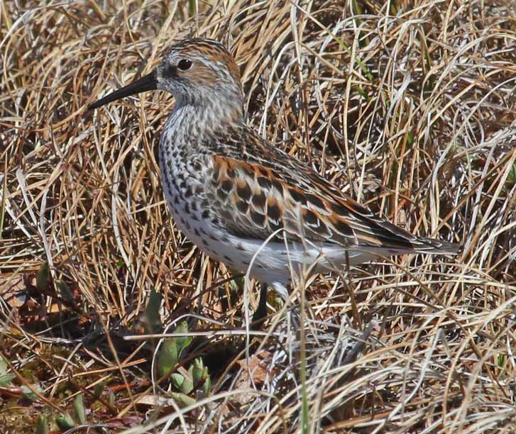 Western Sandpiper