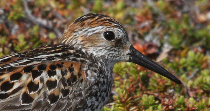 Western Sandpiper