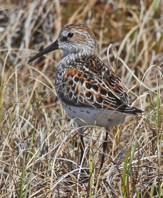 Western Sandpiper