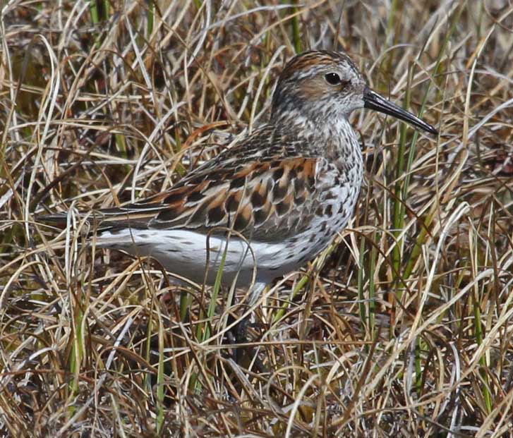 Western Sandpiper