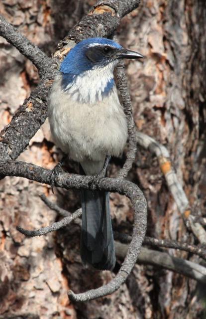 Western Scrub-Jay (Pacific form) photo #1
