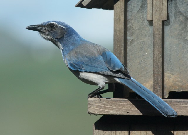 Western Scrub-Jay (Pacific form) photo #3
