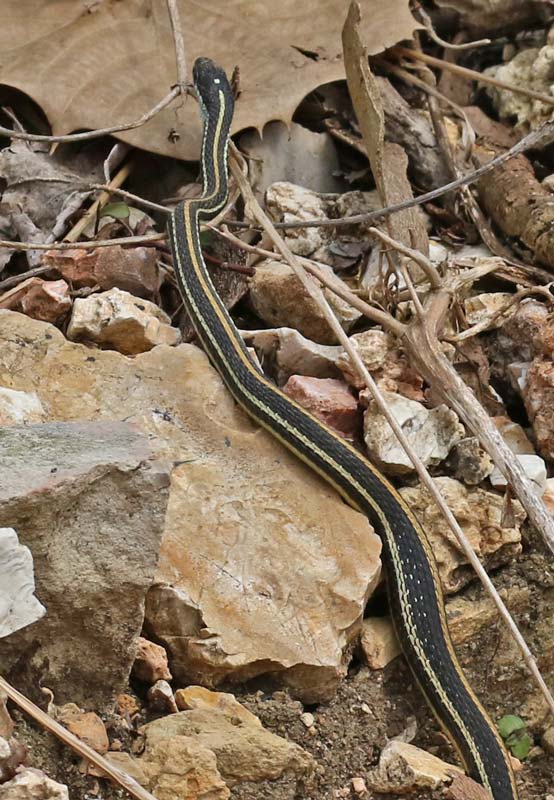 Western Ribbon Snake