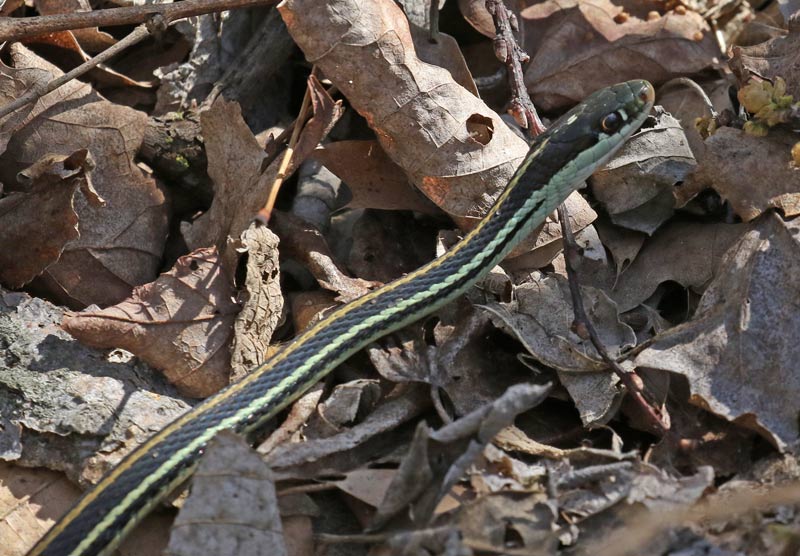 Western Ribbon Snake