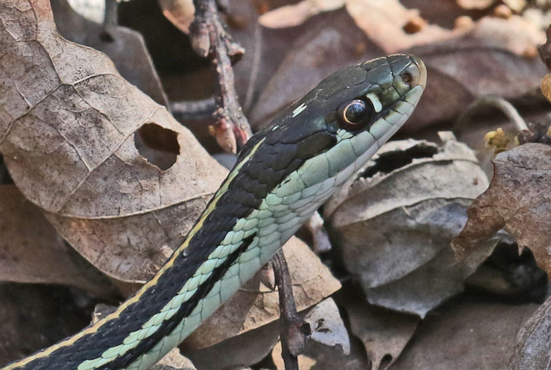 Western Ribbon Snake