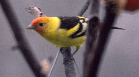 Western Tanager 