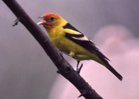 Western Tanager 