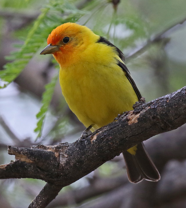 Western Tanager photo #1