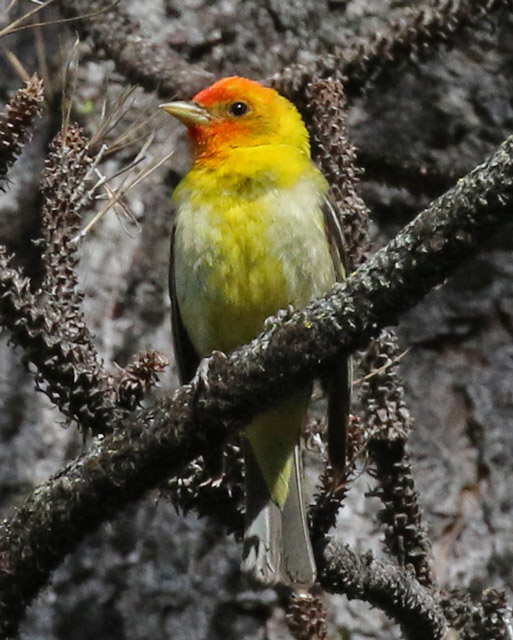 Western Tanager photo #3
