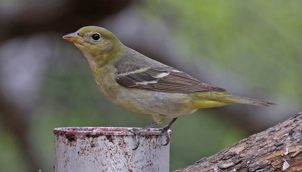 Western Tanager