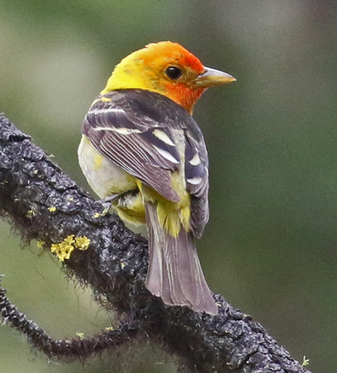 Western Tanager photo #4