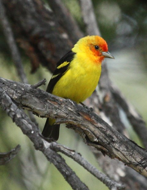 Western Tanager photo #2