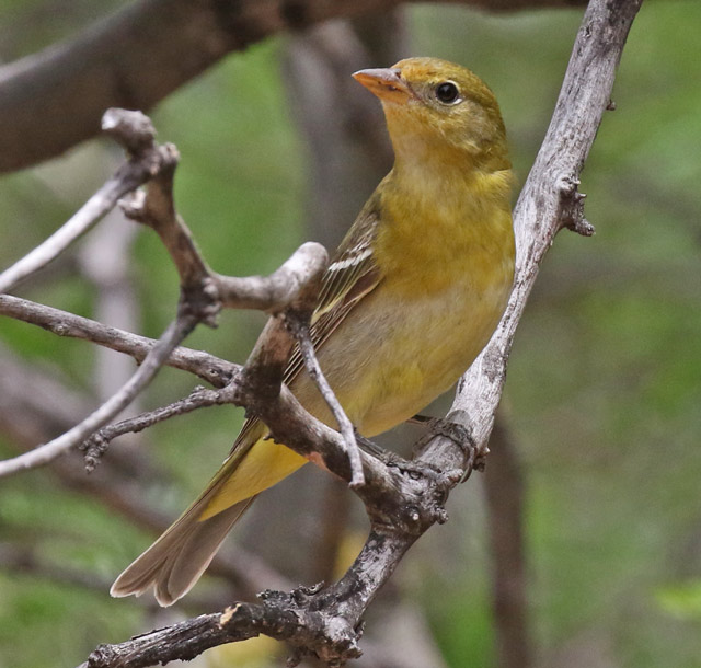 Western Tanager