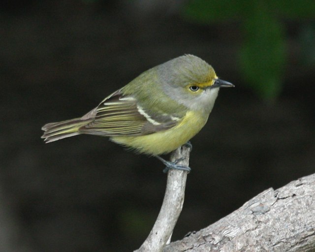 White-eyed Vireo