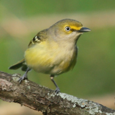 White-eyed Vireo
