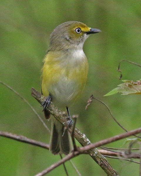 White-eyed Vireo