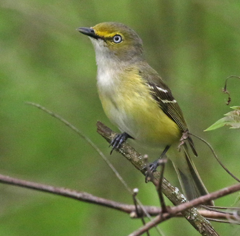 White-eyed Vireo