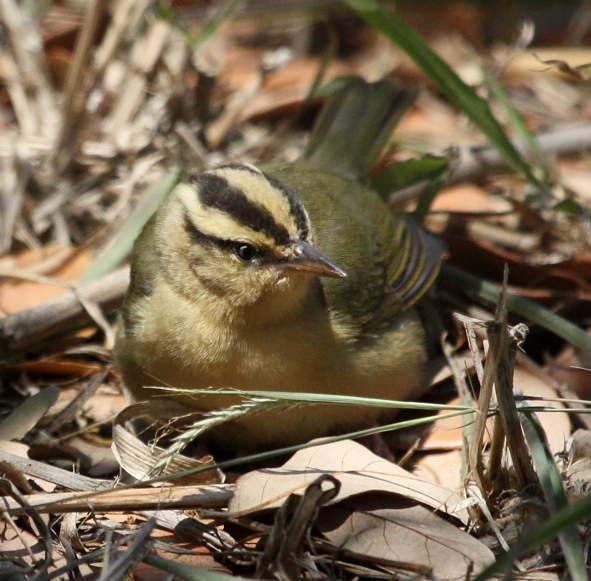 Worm-eating Warbler