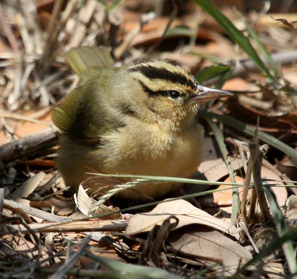 Worm-eating Warbler