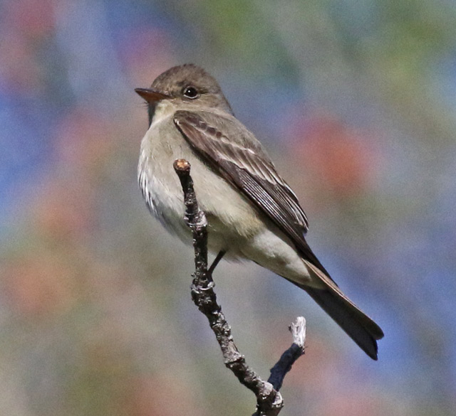 Western Wood-pewee