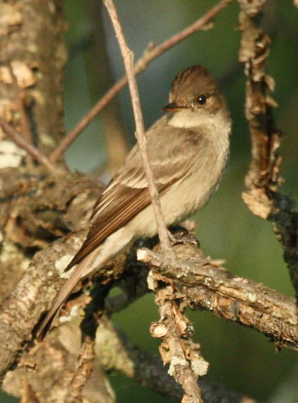 Western Wood-Pewee  photo #2
