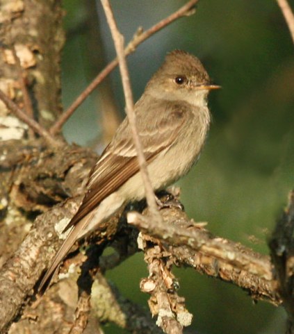 Western Wood-Pewee  photo #1