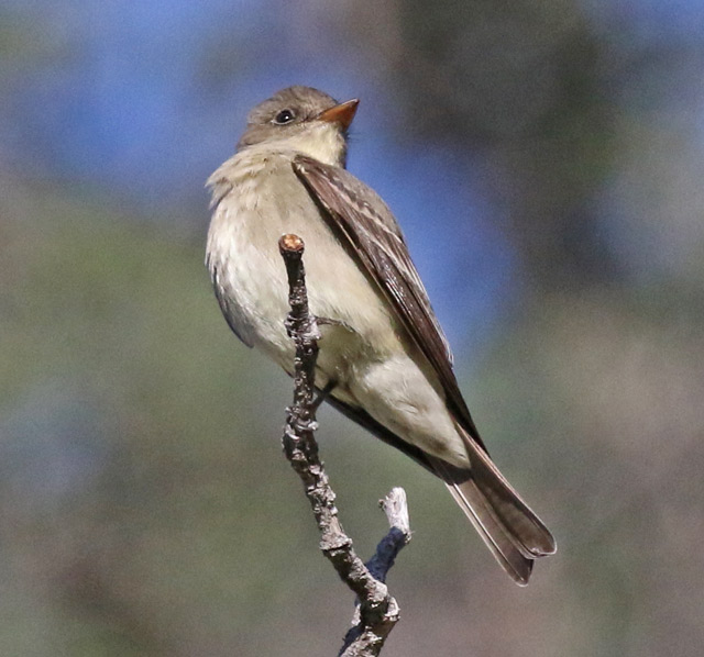 Western Wood-pewee