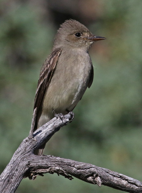 Western Wood-pewee