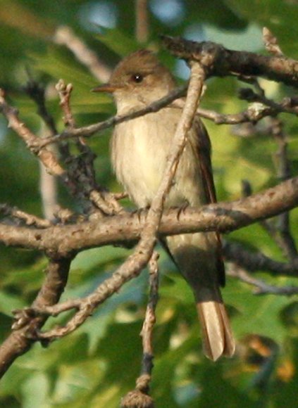 Western Wood-Pewee  photo #3