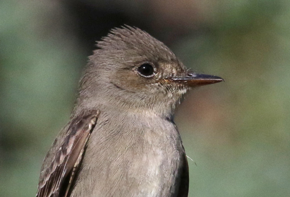 Western Wood-pewee