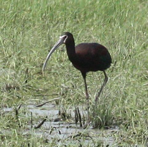 White-faced Ibis Photo #3