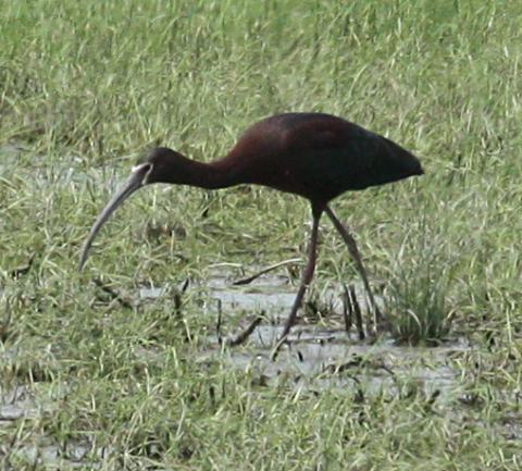 White-faced Ibis Photo #2