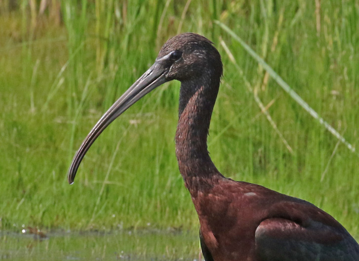 White-faced Ibis
