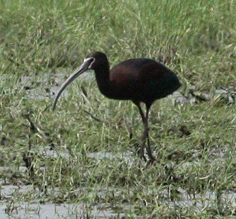 White-faced Ibis Photo #1