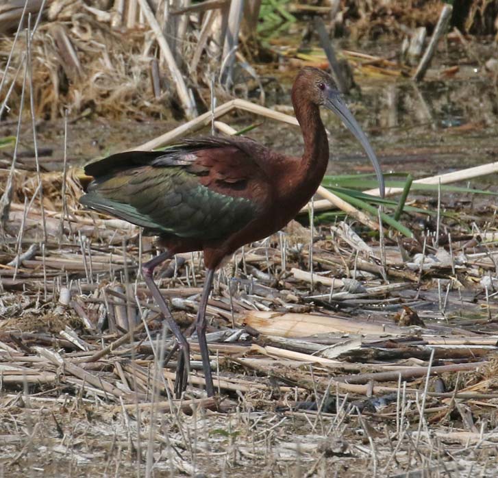 White-faced Ibis
