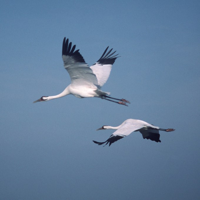 Whooping Crane