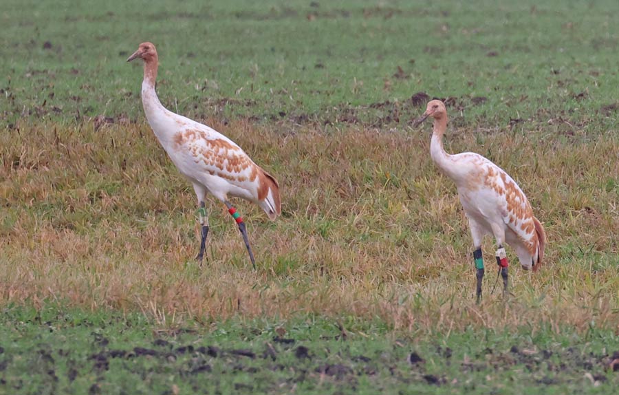 Whooping Crane (immature)