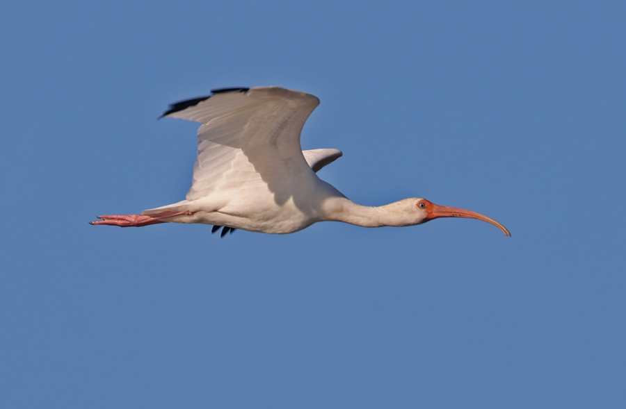 White Ibis