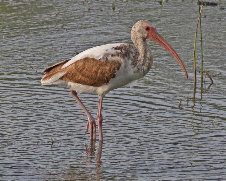 White Ibis