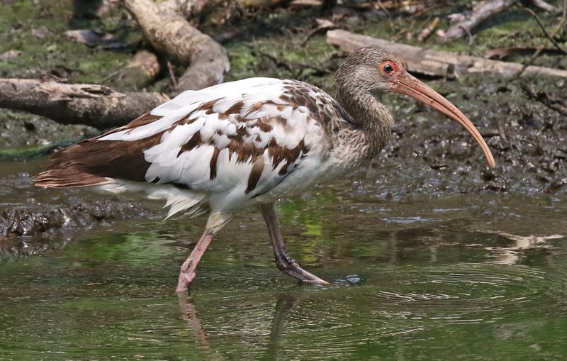 White Ibis