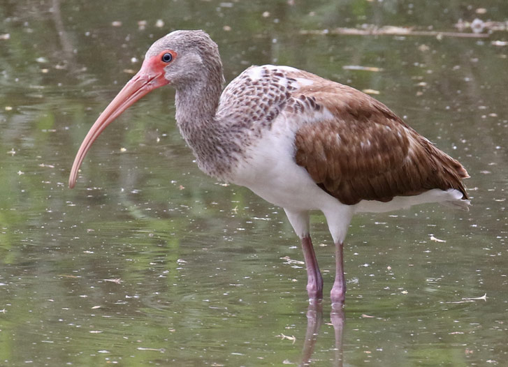 White Ibis